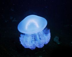 Nice Jellyfish taken on a night dive in Truk. I like the ... by Bill Strode 